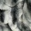 Black Wolf faux fur throw close up